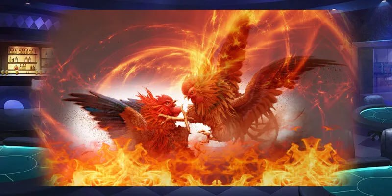 Đặc điểm nổi bật của đá gà cựa tre trong văn hóa Việt Nam