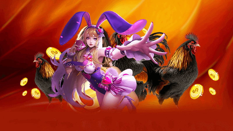 Các lời khuyên của bạn để thành công trong đá gà thomo