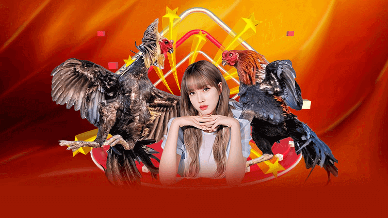 Các bước thực hiện đá gà thomo - Từ chuẩn bị đến chiến thắng